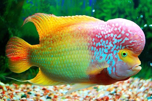 Photo:  flower horn fish